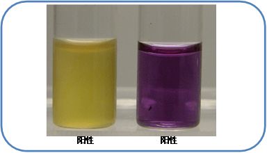 食品微生物检验中沙门氏菌检验常用培养基原理解析及微生物菌剂应用