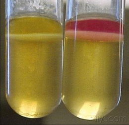 探秘微生物世界 一张图片背后的微生物菌剂力量