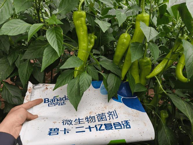 微生物菌剂没效果?那是你用法不对